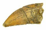 Serrated Raptor Tooth - Real Dinosaur Tooth #297538-1